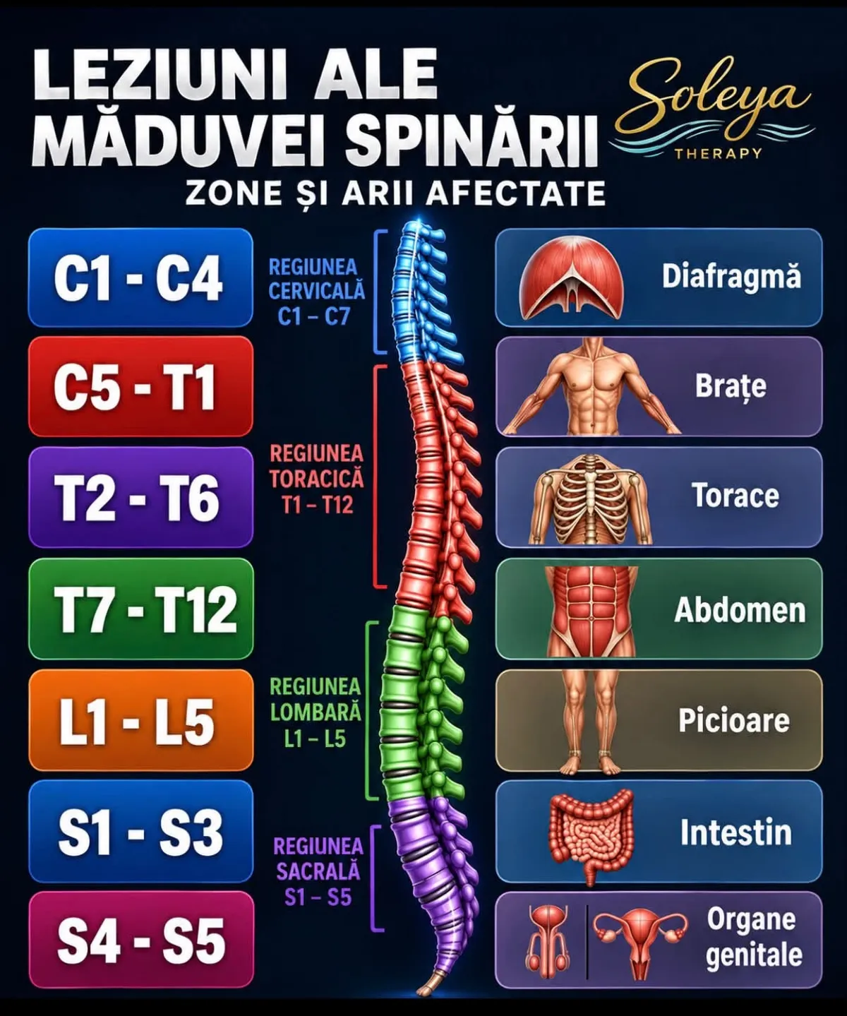 Infografic „Leziuni ale măduvei spinării — zone și arii afectate”: C1–C4 diafragmă, C5–T1 brațe, T2–T6 torace, T7–T12 abdomen, L1–L5 picioare, S1–S3 intestin, S4–S5 organe genitale; regiunile cervicală C1–C7, toracică T1–T12, lombară L1–L5 și sacrală S1–S5.
